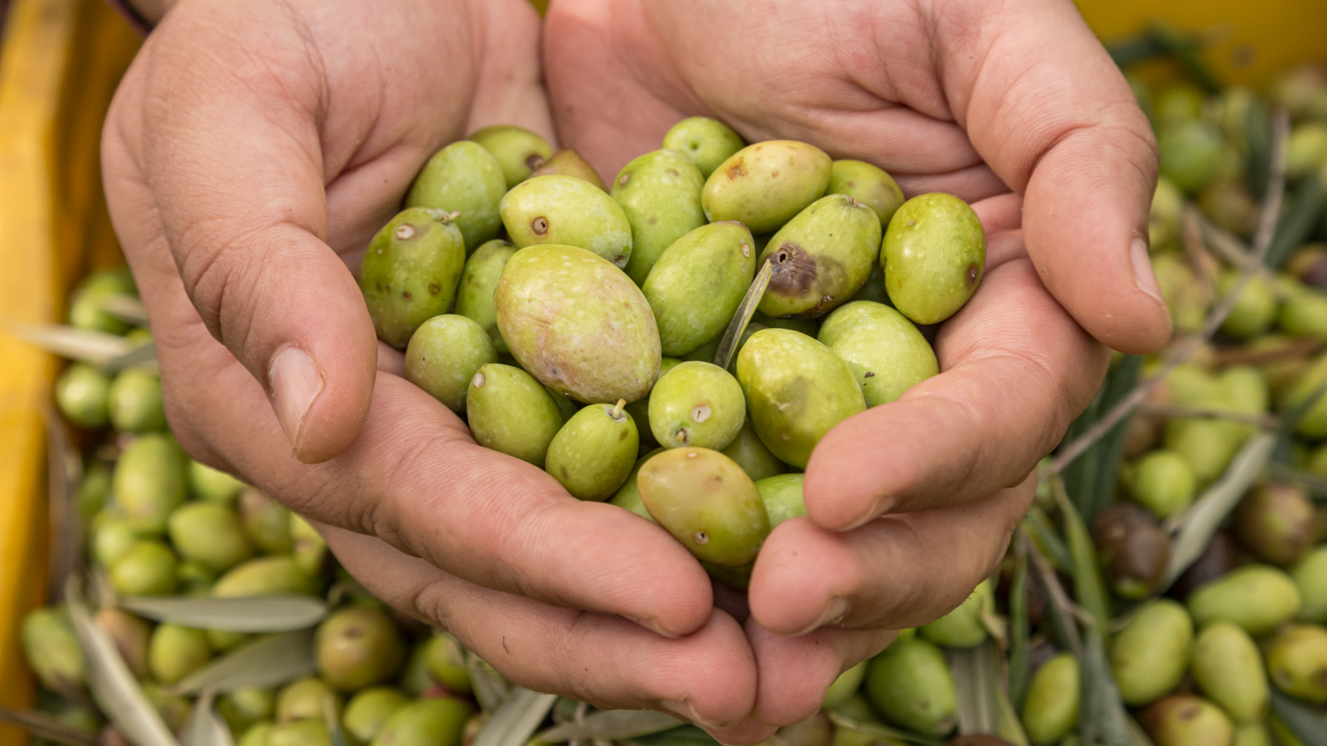 10-Soap experience and olive oil tasting