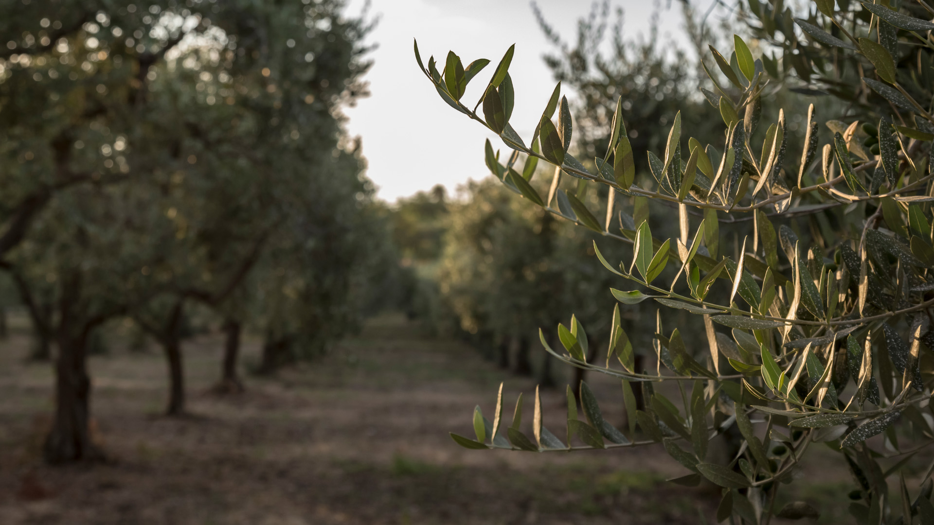 2-Soap experience and olive oil tasting